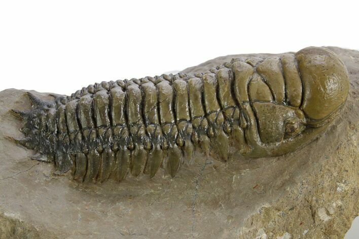 Detailed Crotalocephalina Trilobite - Atchana, Morocco #348119